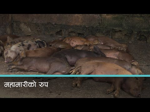 बंगुरमा लाग्ने अफ्रिकन स्वाइन फिबरले महामारीको रुप लिंदै