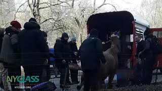 New: Edie Falco Digital Ad to Ban NYC Horse Carriages!