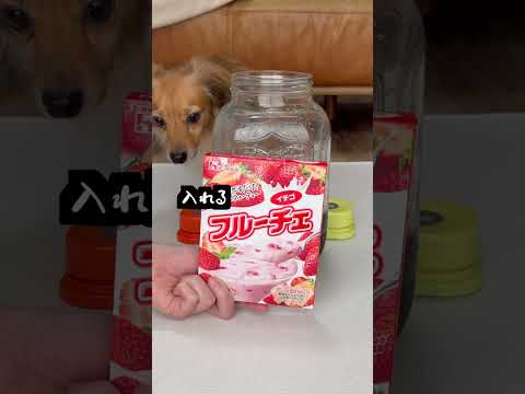 愛犬に材料選ばせて特製ドリンク使ってみた!2日かけてちゃんと飲みます。
