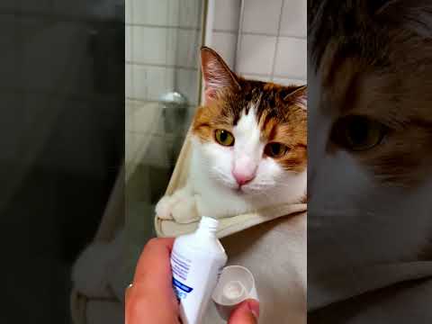 So you really want a cat? ARE YOU SURE??? ? #shorts