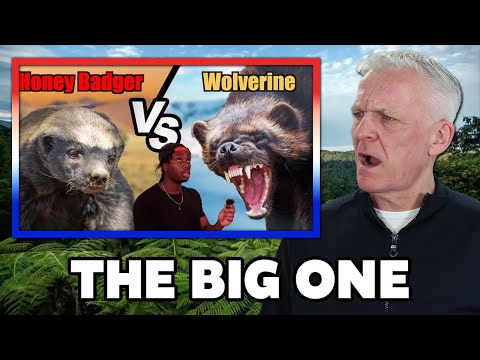 Honey Badger vs. Wolverine: Deciding the Impossible Fight REACTION | OFFICE BLOKES REACT!!