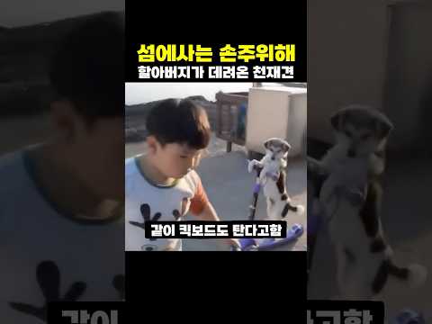 섬에사는 천재견 귀욤이