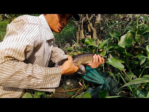 Đặt Lờ Cá Lóc , Cái Nào Cũng Dính Cá Kiểu Này Thì Giàu To