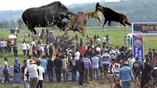 SUPER RAME !!! BERBURU BESAR BESARAN  SEMUA ANJING DI LEPASKAN KE PUNCAK BUKIT DI PAYAKUMBUH SUMBAR