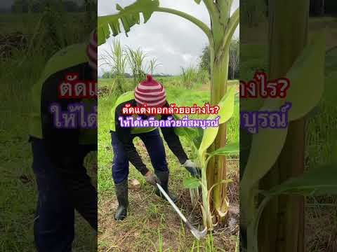 ตัดแต่งกอกล้วยอย่างไร? ให้ได้เครือกล้วยที่สมบูรณ์ #กล้วย #เกษตรกรรมยั่งยืน #สวนผสมผสาน #youtube