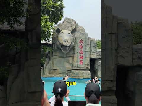 ¿Crueldad Animal o Diversión Extrema? ¡Mirá lo que hacen con estos cerdos en China!