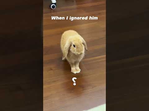 Rabbits:the vegetarian version of cats 🐰#rabbit #cute #ca #funny #pet #bunny