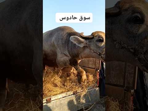 #اضخم حته لحمه هتشوفها عينك🥩🔪
