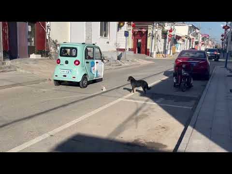 Dog Rescues Lost Kitten From Busy Road