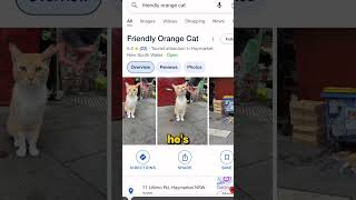 Australia’s Most Famous Stray Cat Just Lost His Perfect 5 Stars!