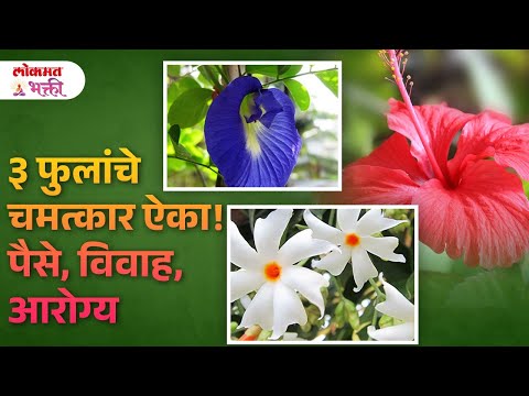 3 Phoolanche Chamtkar, Vastu Upay | #phoolancheupay #vastuupay | KA3