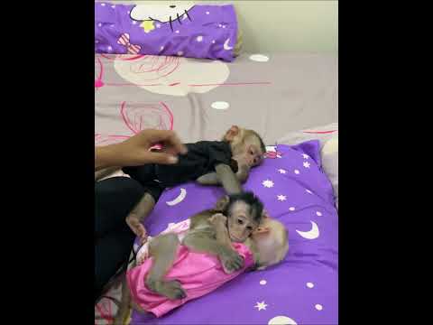 #monkey #adorably #babyanimal #sweetly #babymonkey #funny #verylovely #babyprimate #animals