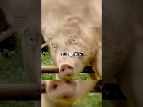 Những con vật đáng yêu đã cho ông chủ một ngày chủ nhật yên bình