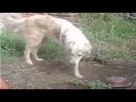 He Was Abandoned By Owner, People In A Village Tied Him With Chain1