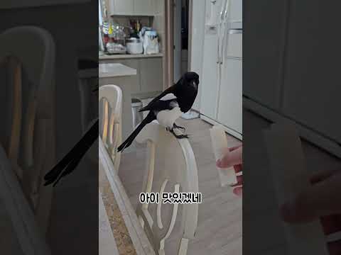 까봉이는 잣이 제일 좋아?!? #shorts