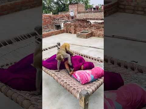 Itni kirpa sanware banaye rakhna #shree_krishna_ringtone #monkeyvideosforkids #monkey