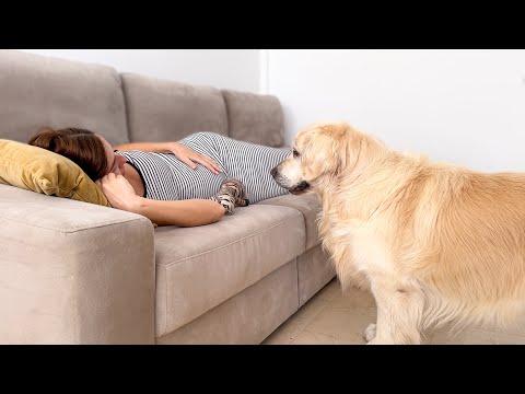 Golden Retriever Tries to Play With Baby Still in the Belly 🥹❤️