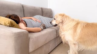 Golden Retriever Tries to Play With Baby Still in the Belly 🥹❤️
