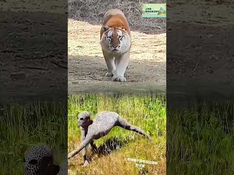 Book your trip for the Dragon Boat Festival on Ctrip now! Grab tickets and check out special deals