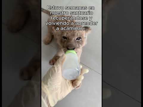 Animales también aman🤍 #animales #naturaleza #rescate