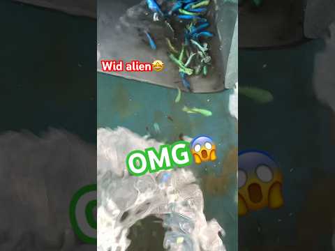 Release wild alien bettas into large tank👽#betta #bettafishtank #wildbetta