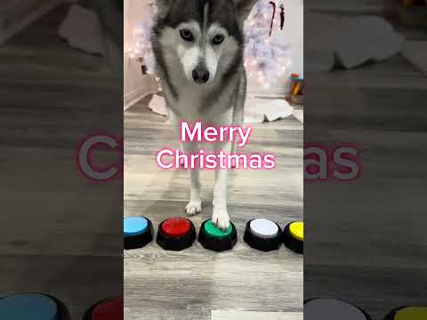 Sapphie the pomsky wishes you a merry Christmas