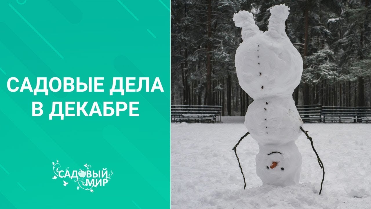 Сад в декабре. Не пропустите важные дела!