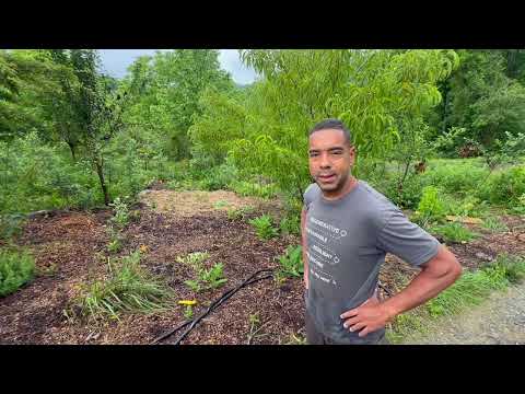 Come With Me Through A Living Grocery Store (Food Forest Tour)!