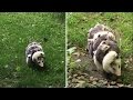 Possum Family Video Questions