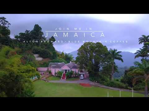 Join Me In Jamaica: Blue Mountain Coffee
