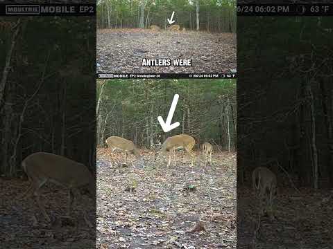 Buck or Antlered Doe?