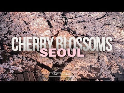 Cherry Blossom Season in Seoul 2024 | Korea Travel Tips