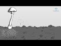 Cuestionario sobre la Reproducción de Hongos