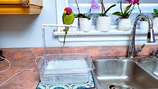 Parrots React to New Bath Shower 