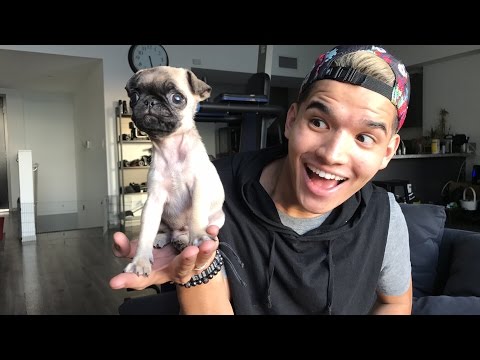 BABY PUG LIVESTREAM!