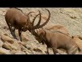 Nubian Ibex and Their Habitat