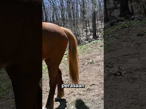 Ekor Kuda Ternyata Aslinya Pendek⁉️ 🐎