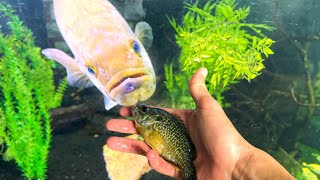 Warning: Do NOT put Bluegill with Bass