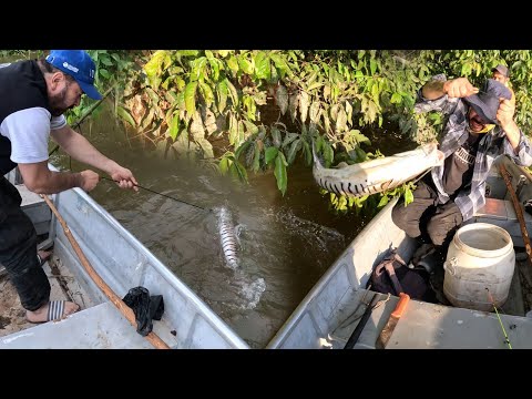 Amigos de la Pesca capitulo 13: Encontramos la carnada mas efectiva para pescar el bagre rayado.