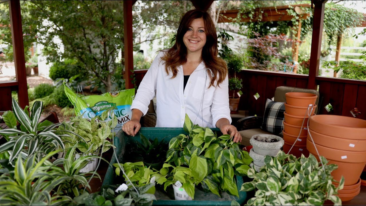 Houseplant Haul! #41