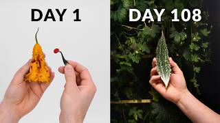 Bitter Melon 108 day time-lapse