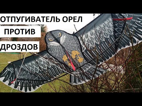 Орел - отпугиватель дроздов