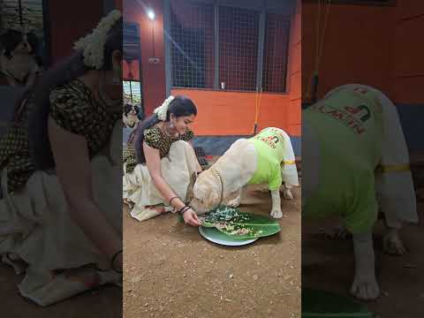 ലൂക്കായുടെ ഓണാസദ്യ ?