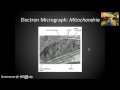 Cellular Respiration and Glycolysis Concepts
