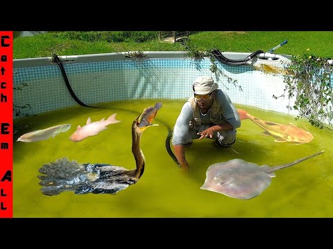 We Caught it KILLING FISH in My BACKYARD POND!