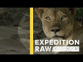 Lion Conservation and Anti-Snaring Efforts