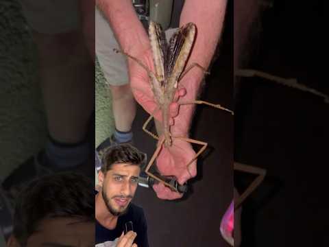 NOVO INSETO GIGANTE DESCOBERTO NA AUSTRÁLIA | Yago Stephano #biologia #animal