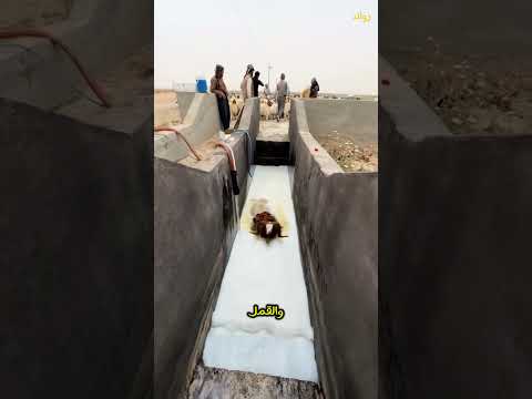 موسم غسل الاغنام في العراق !😧🇮🇶