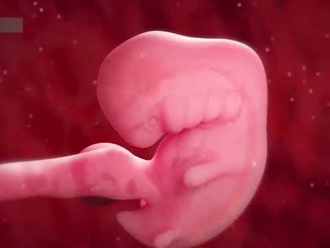 الحمل من اليوم الأول وحتى الولادة