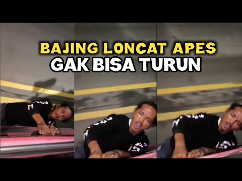 Bajing Loncat Apes Gak Bisa Turun